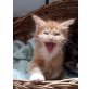 Verschiedene, Maine Coon - Katze