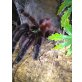 Verschiedene Vogelspinnen in Köln