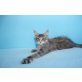 Verschmuste Esmeralda , Maine Coon - Katze