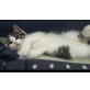 Verschmuste Katzenbabys suchen ein Zuhause  - Katze