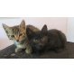Verschmuste Kitten Fippsi+Sherry!  - Kater