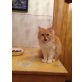 Verschmuste Perserbaby, Perser - Katze