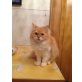 Verschmuste Perserbaby, Perser - Katze
