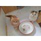Verschmuste Perserbabys, Perser - Katze