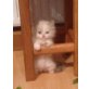 Verschmuste Perserbabys, Perser - Katze
