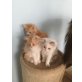 Verschmuste Perserbabys, Perser - Katze