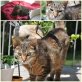Verschmuste Una sucht Familienanschluss - Katze
