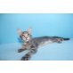 Verschmuster Easy Rider , Maine Coon - Kater