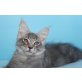 Verschmuster  Eragon , Maine Coon - Kater