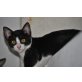 Verschmuster Frackkater Dioni, EKG - Kater