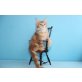 Verschmuster Kater Konstantin, Maine Coon - Kater