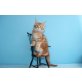 Verschmuster Kingsley, Maine Coon - Kater