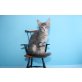 Verschmuster Maine Coon Kater Easy Rider , Maine Coon - Kater