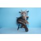 Verschmuster Maine Coon Kater Einstein , Maine Coon - Kater