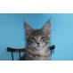 Verschmuster Maine Coon Kater Einstein , Maine Coon - Katze