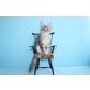 Verschmuster Maine Coon Kater Eragon , Maine Coon - Kater