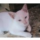 Verschmuster Pixel, sucht plätzchen auf dem Sofa Siam-Mix - Kater