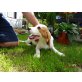 Verspielte Beagle Kinder, Beagle - Rüde
