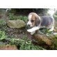 Verspielte Beagle Welpen, Beagle Welpen - Hündin