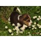 Verspielte Beagle Welpen, Beagle Welpen - Rüde