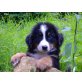 Verspielte Berner Sennen Kinder, Berner Sennenhund Welpen - Hündin