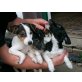 Verspielte Jack Russell Mädchen, Jack-Russell-Terrier Welpen - Hündin