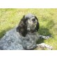 Verträgliche Setterhündin, English Setter - Hündin
