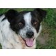 Vesna, Hauptgewinn in Hundegestalt - Hündin