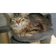 Vesta, Main Coon - Katze