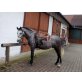 Vezér, Lipizzaner - Wallach