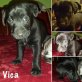 Vica, Mischling - Hündin
