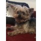 Vici, Yorkshire Terrier - Hündin