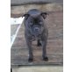 Vicki, Staffordshire-Bullterrier - Hündin