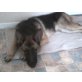 Vicky, Deutscher Schäferhund - Hündin