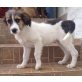 Vicky, Goldige Vicky sucht liebe Familie Welpen - Hündin