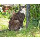 Vicky, Main Coon und EKH - Katze
