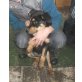 Vicky, Rottweiler mix Welpen - Hündin