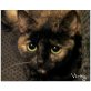 Vicky,  Schildpatt-Herzi auf Platzsuche! 6 Mo/Kastri - Katze