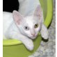 Vicky, Siam-Mix - Katze
