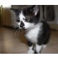 Vicky & Theo, Kater & Katze - Katze