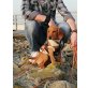 Vico, Beagle-Mischling - Rüde