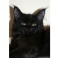 Victoire, Maine Coon - Katze