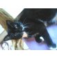Victor, BKH/Ägyptische Mau - Kater