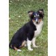 Victor, Sheltie - Rüde