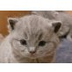 Victor vom Streichelzoo, Britisch Kurzhaarkatze - Kater