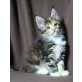 Victoria, Exotica, Electra, Maine Coon - Katze