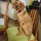 Victorist welpentypisch verspielt, neugierig, Magyar Vizsla Welpen - Rüde