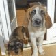 Victorll unser Riesenbaby sucht Heimat, Mastin Espanol - Rüde