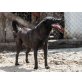 Vida, Labrador - Hündin
