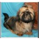 Vidorino , Shih Tzu Welpen - Rüde